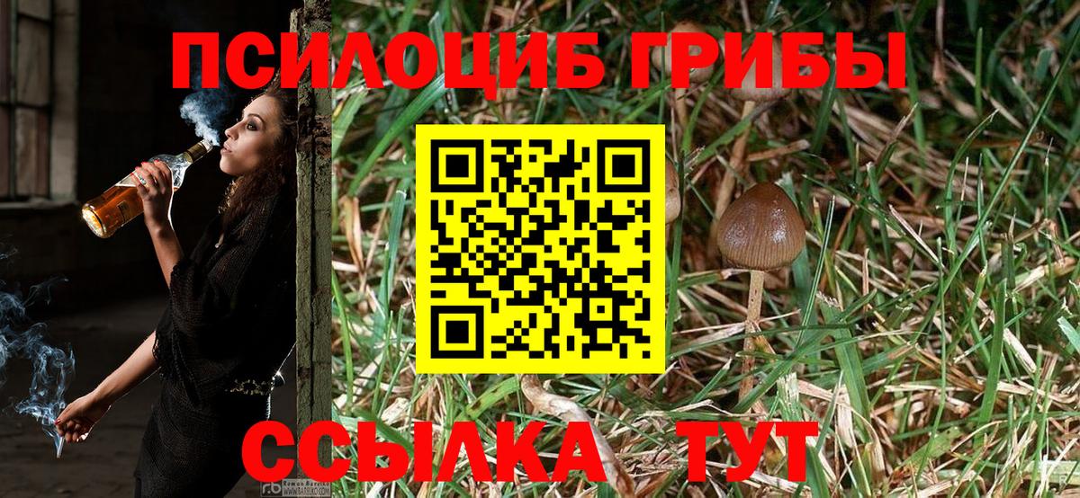 Псилоцибиновые грибы Cubensis Курчатов